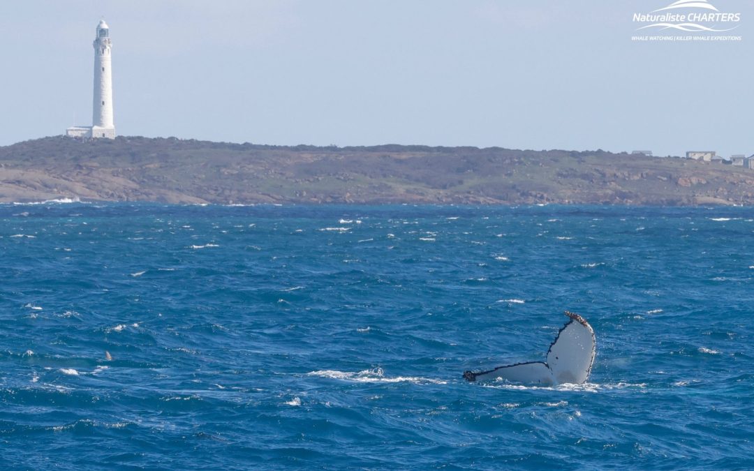 Whales Galore! Morning Tour: 11.07.24